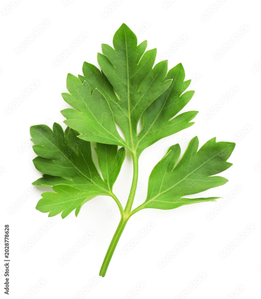 Fototapeta premium Aromatic herb. Green parsley isolated on white, top view