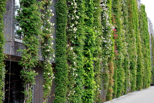 Bewachsene Hausfassade im Stadtteil Vauban in Freiburg