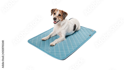 Photos A small cute dog sitting calmly on a blue cooling pet mat isolated on transparen