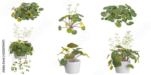 Foto 3d illustration of Saxifraga plants on transparent background