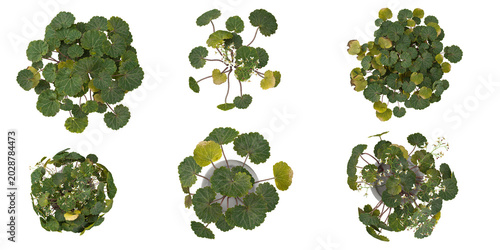 Bild auf Leinwand 3d illustration of Saxifraga plants on transparent background from top view