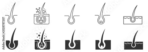 фотографія Hair follicle anatomy icons vector set showing hair growth and scalp skin illust