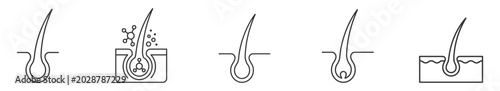 Konstfotografi hair follicle line icon set, hair roots anatomy vector illustration on transpare