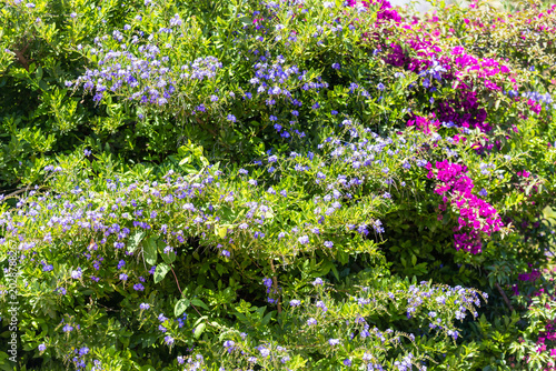 Photos Plumbagos et bougainvilliers en fleurs