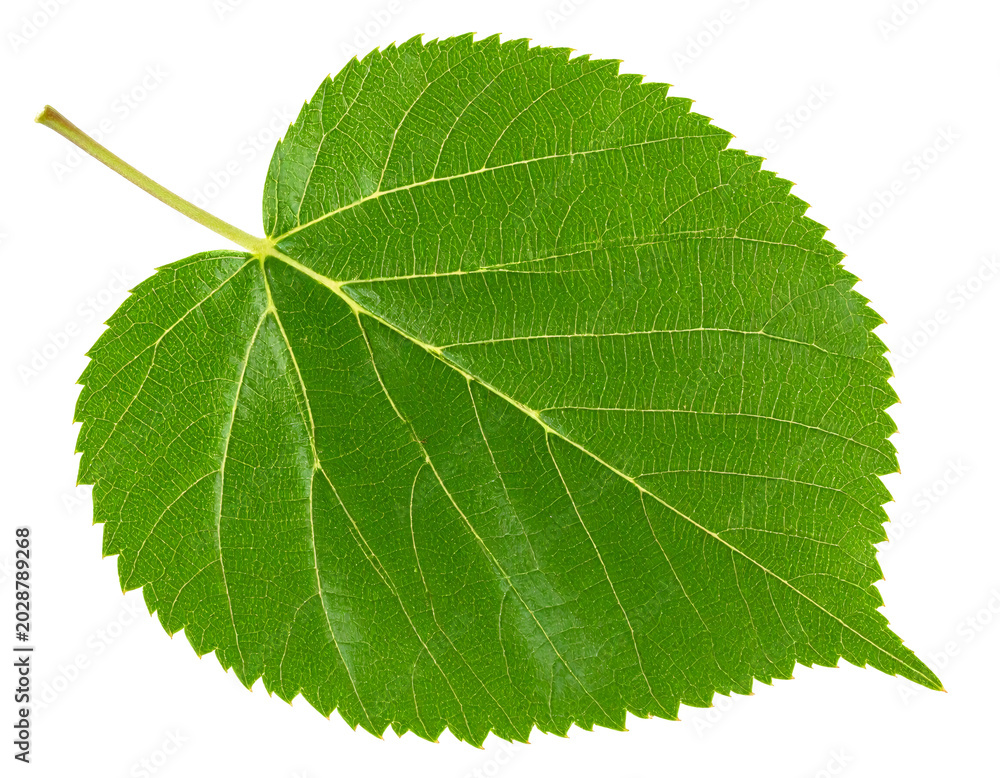 Fototapeta premium Green elm leaf showing detailed venation on white background