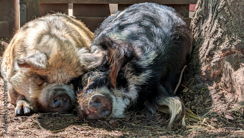 Photos Two Kunekune pigs lying on the ground.