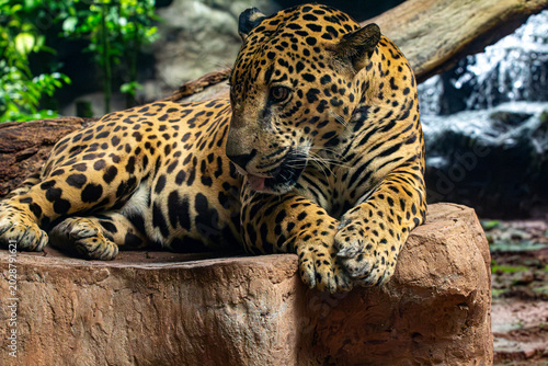 Quadro su tela Jaguar o Pantera Onca Animales Costa Rica