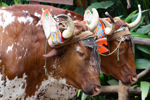 Bueyes con yugo Animales Costa Rica