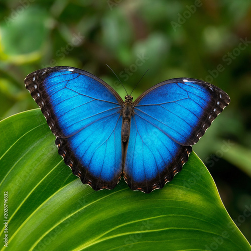 A vibrant blue butterfly rests on glossy green leaves, wings spread wide in a serene, natural garden scene with soft blurred background.