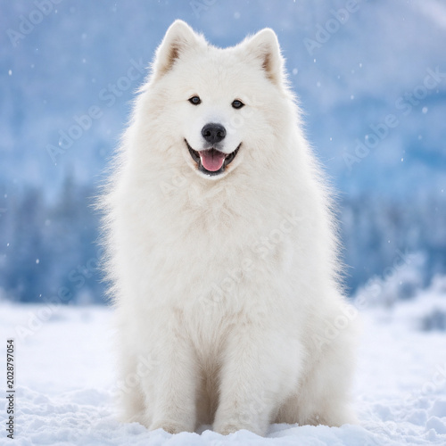 Happy white Samoyed dog in a snowy winter landscape, fluffy fur glowing against a soft blue background, sitting on fresh snow with an open-mouthed smile.
