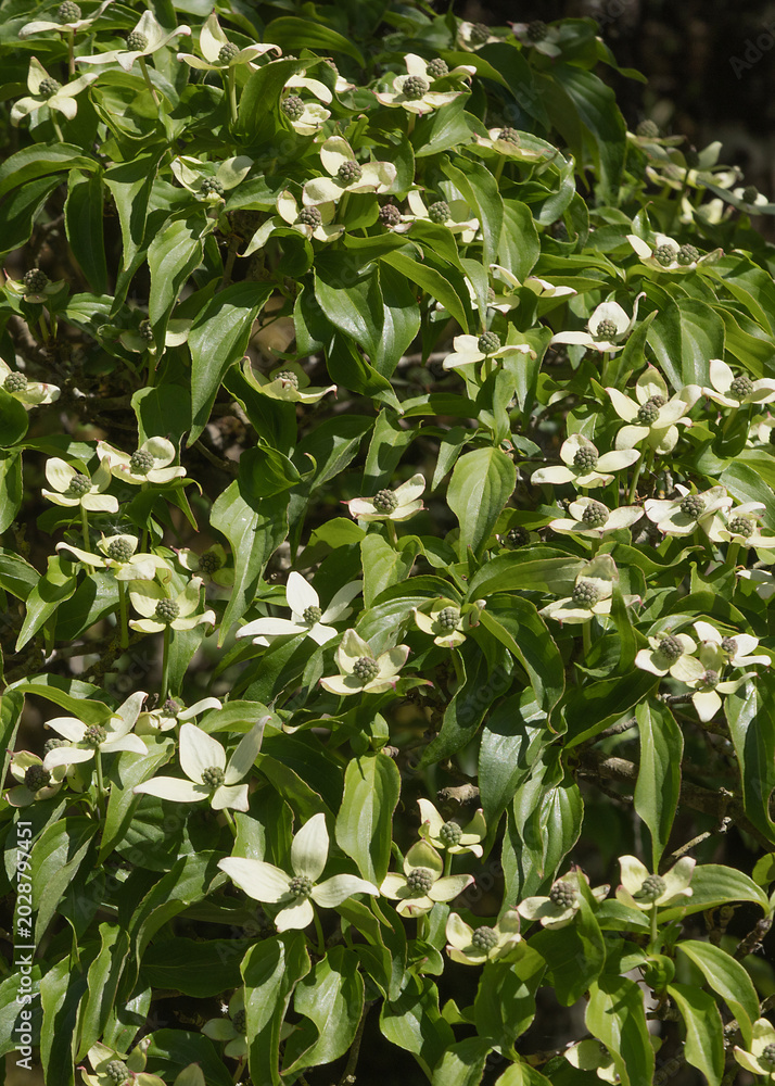 Obraz premium Cornouiller du Japon ‘Cornus kousa’ en fleurs