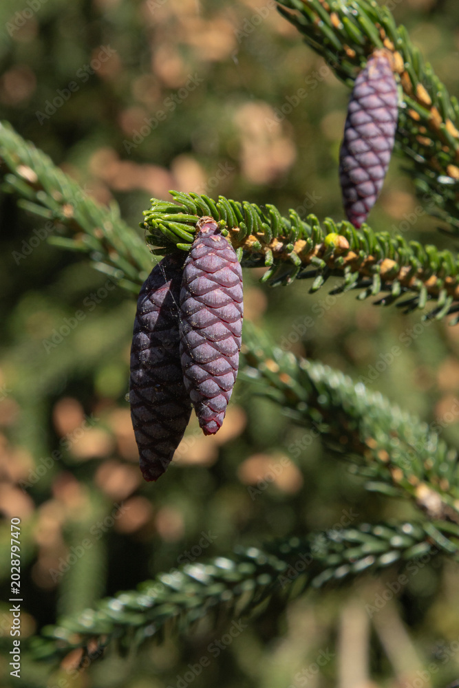Obraz premium Pommes de pin du Picea orientalis