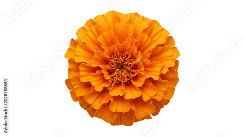 Tableau sur toile Orange marigold flower close up view on transparent background