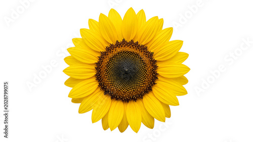 Billede på lærred Sunflower bloom detailed petals and seeds on transparent background