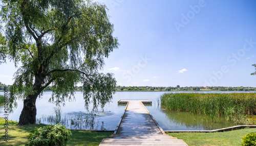 A wooden dock extends into a body of water under a clear blue sky with a large willow tree on the grassy shoreline and tall green reeds growing in the shallows during a bright summer day