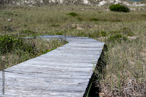 Wooden path winds through coastal grasses