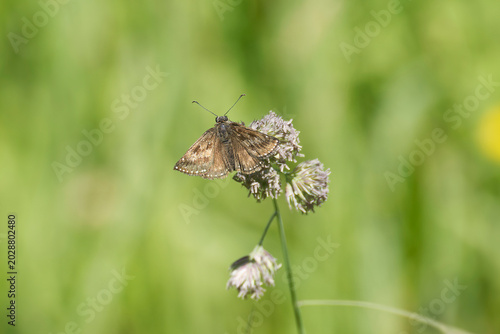 Foto Dingy skipper (Erynnis tages) butterfly sitting on a blade of grass in Zurich, S