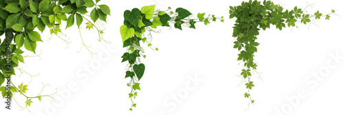 Fotografía Set of Green Hanging Ivy Vines Isolated on White Background - Lush Botanical Cor