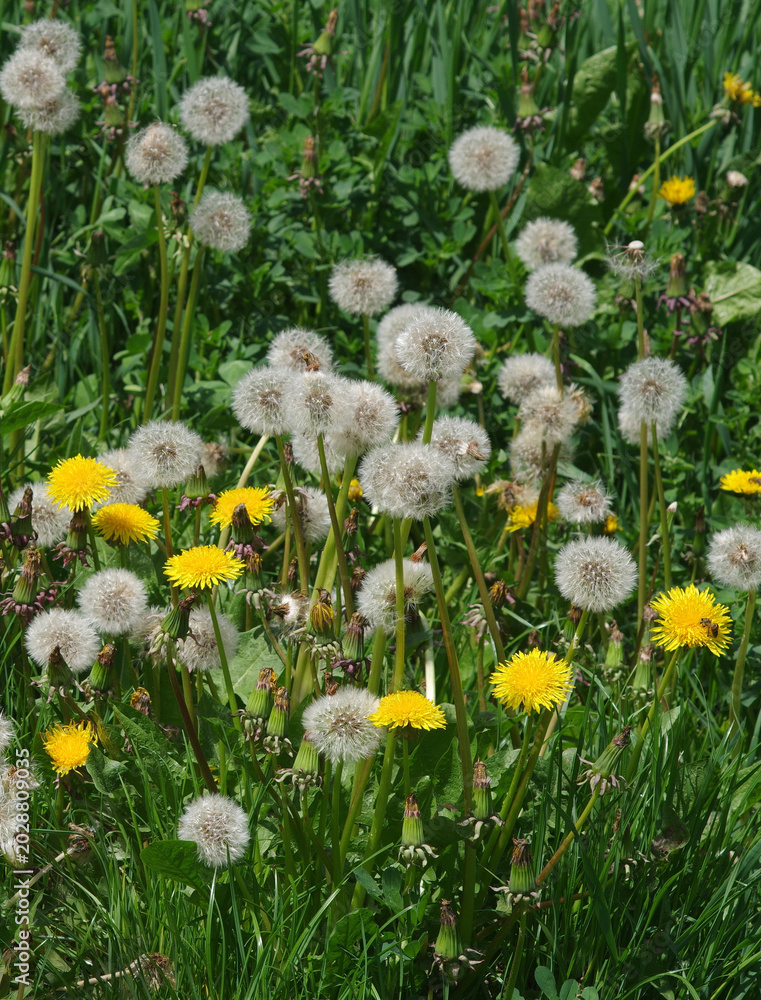 Fototapeta premium Yellow and white dandelions in a meadow. Green lawn with blooming dandelions.