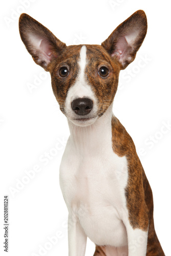 Brindle and white basenji dog looking directly at the camera