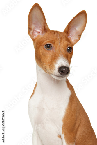 Basenji puppy with large upright ears on plain background