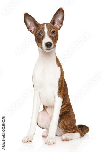 Brindle and white Basenji puppy sitting on white background