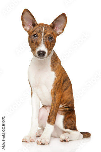 Basenji puppy sitting on white background looking forward
