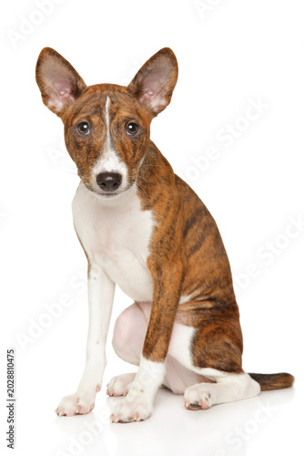 Brindle and white basenji puppy sitting against white background