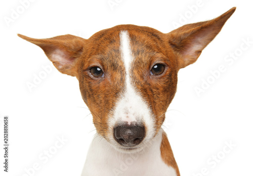 Basenji dog looking directly at camera on white background
