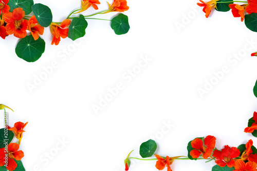 Flat lay of edible orange nasturtium flowers and green leaves arranged in a frame on white background, top view, copy space