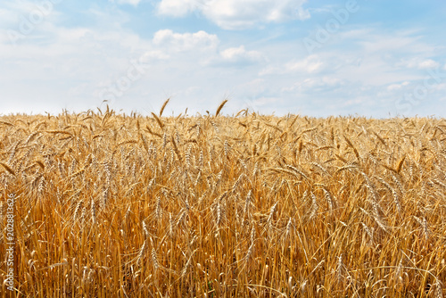 Mature yellow awned wheat field at harvest time under a blue sky with clouds in summer