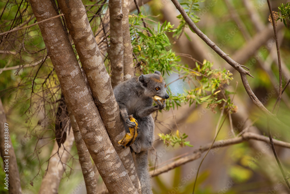 Fototapeta premium Crowned lemur in forest Madagascar nature.