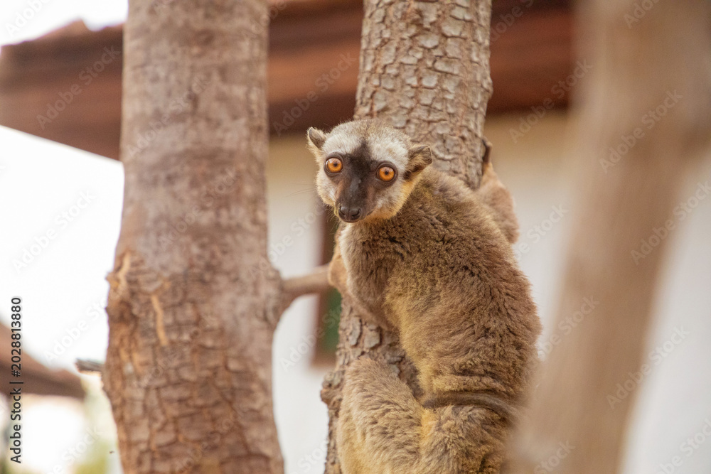 Fototapeta premium Common brown lemur Eulemur fulvuswith orange eyes.