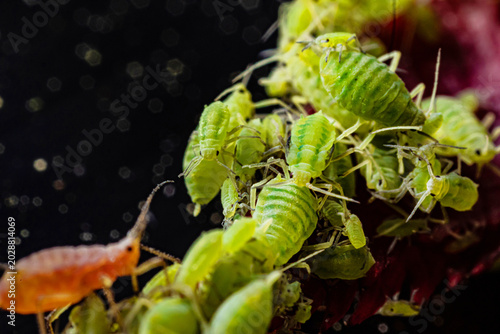 Photos very close big macro portrait of aphids