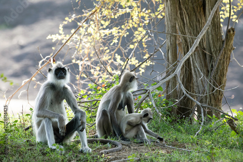 Canvas Print black faced grey langur monkey in Yala National Park, Sri Lanka
