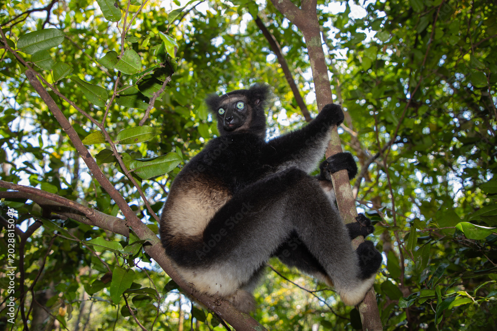 Fototapeta premium Lemur Indri indri, babakoto largest lemur from Madagascar