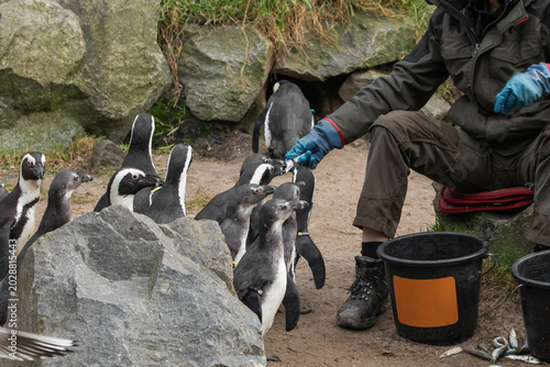 Bild auf Leinwand Invitation for a handshake with the curious Magellanic penguin