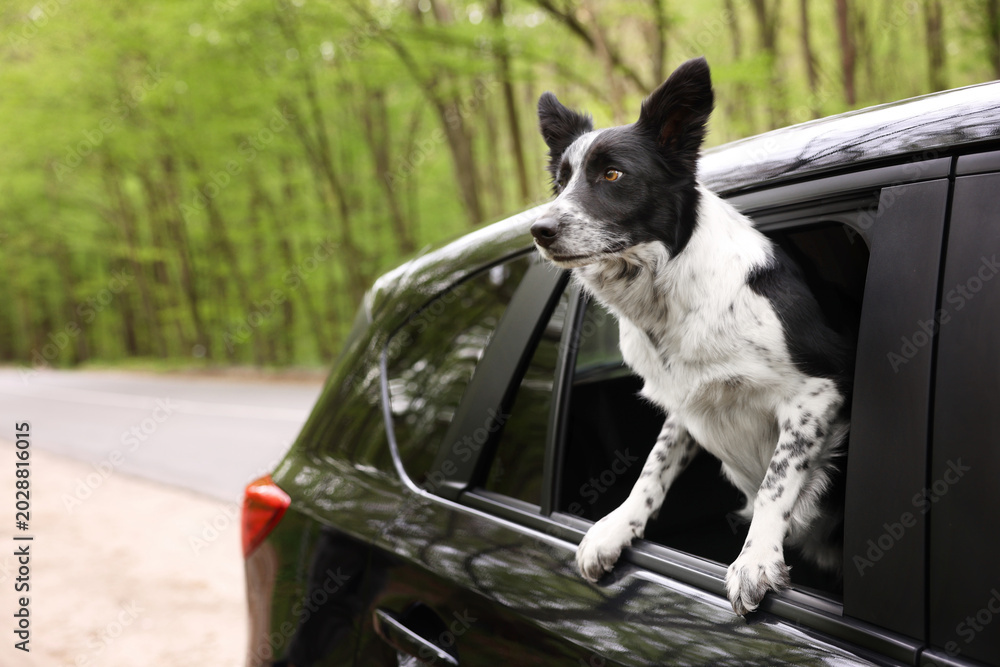 Fototapeta premium Cute dog peeking out car window, view from outside, space for text. Traveling with pet
