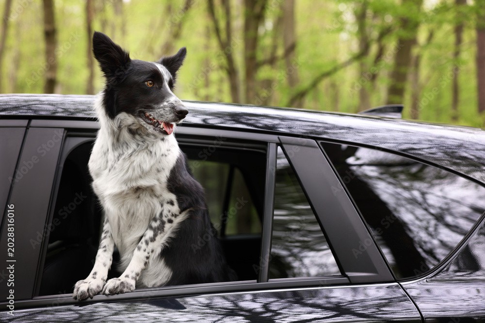 Fototapeta premium Cute dog peeking out car window, view from outside. Traveling with pet