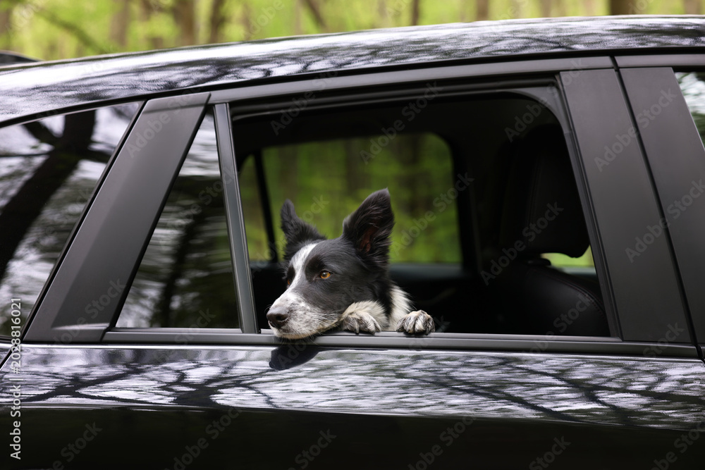 Fototapeta premium Cute dog peeking out car window, view from outside. Traveling with pet