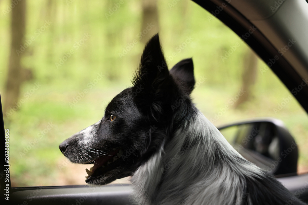 Fototapeta premium Cute dog looking out car window, view from inside. Traveling with pet