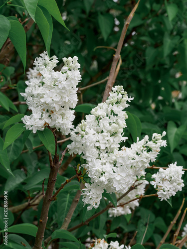 фотографія Common lilac (Syringa vulgaris L
