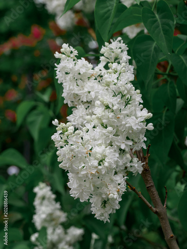 Bild auf Leinwand Common lilac (Syringa vulgaris L