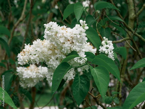 фотографія Common lilac (Syringa vulgaris L