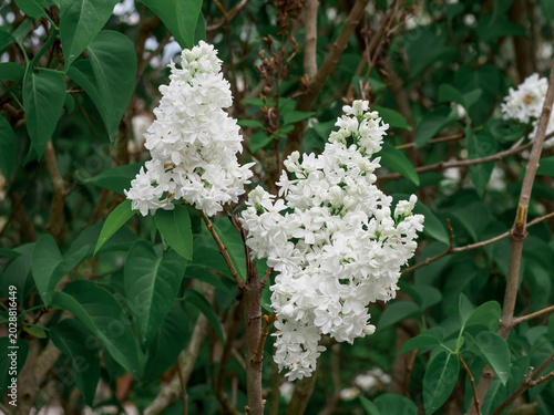 фотографія Common lilac (Syringa vulgaris L