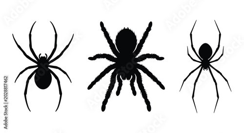 Bild auf Leinwand Three black spider silhouettes against a white background silhouette