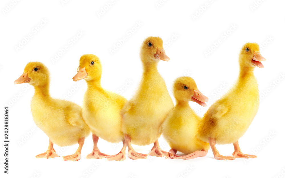 Naklejka premium Cute fluffy ducklings on white background. Baby animals