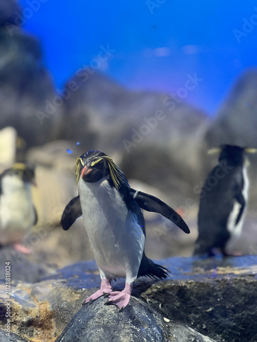Penguins standing on rock in aquarium wildlife habitat