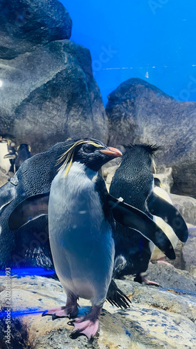 Penguins standing on rock in aquarium wildlife habitat