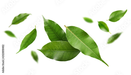 Bright green leaves flying in air against white background